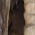 JPEG - 650.2 kio